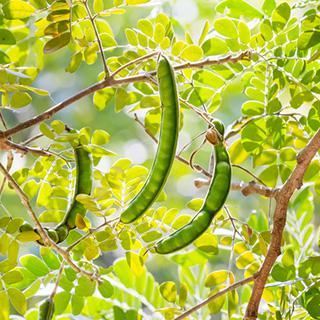 Carob pods: fibre lowers LDL, eases diarrhea